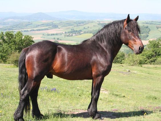 Auvergne Horses